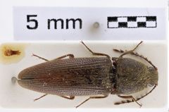 Foto (Dorsalansicht) von Melanotus fabiani (Platia & Schimmel, 2001) (NHMW-ZOO-COL-0007712)